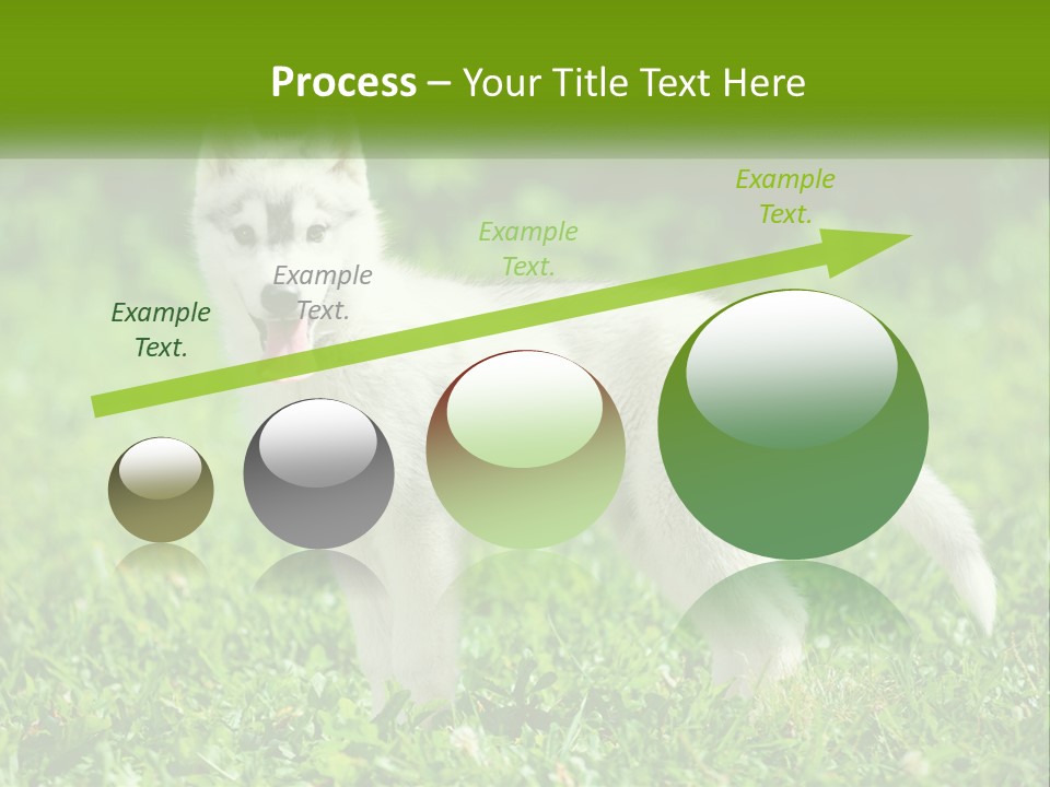 A White Dog Standing On Top Of A Lush Green Field PowerPoint Template