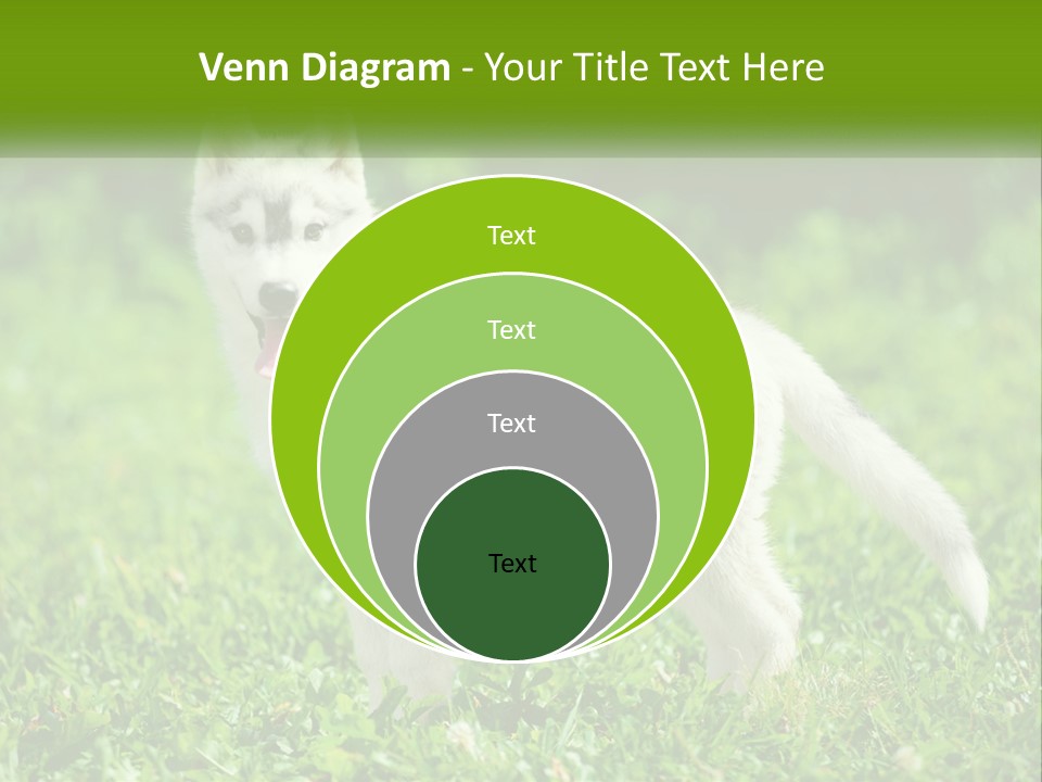 A White Dog Standing On Top Of A Lush Green Field PowerPoint Template