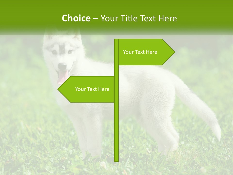 A White Dog Standing On Top Of A Lush Green Field PowerPoint Template