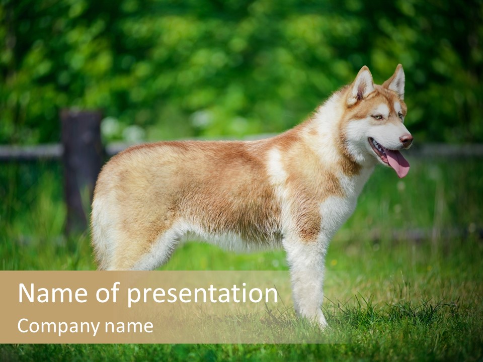 A Brown And White Dog Standing On Top Of A Lush Green Field PowerPoint Template