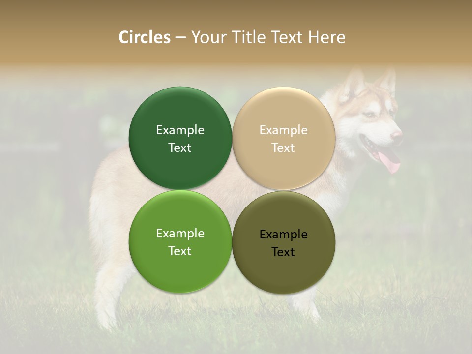 A Brown And White Dog Standing On Top Of A Lush Green Field PowerPoint Template