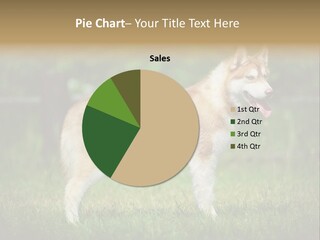 A Brown And White Dog Standing On Top Of A Lush Green Field PowerPoint Template