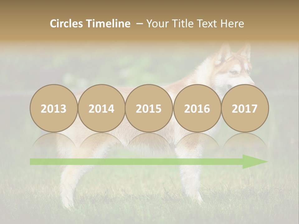 A Brown And White Dog Standing On Top Of A Lush Green Field PowerPoint Template