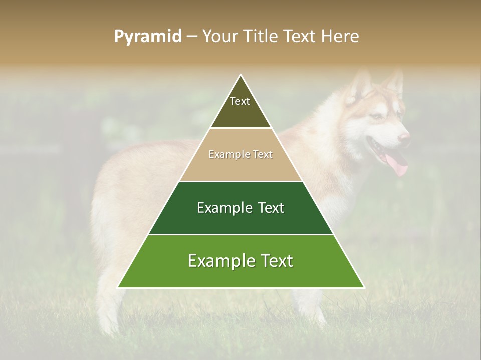 A Brown And White Dog Standing On Top Of A Lush Green Field PowerPoint Template