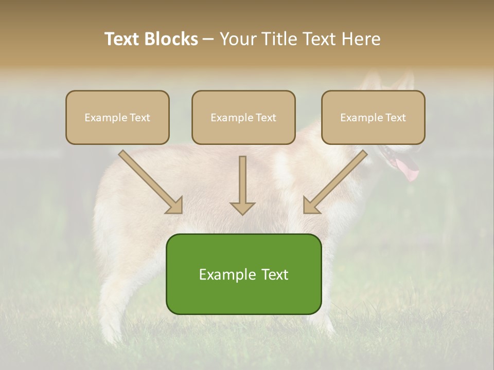 A Brown And White Dog Standing On Top Of A Lush Green Field PowerPoint Template