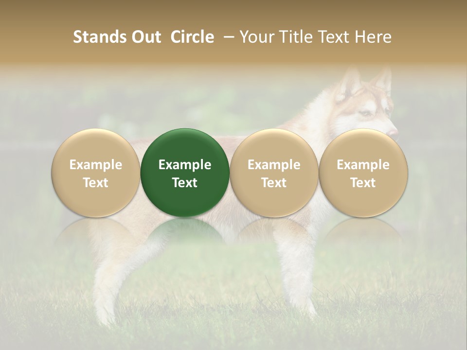 A Brown And White Dog Standing On Top Of A Lush Green Field PowerPoint Template