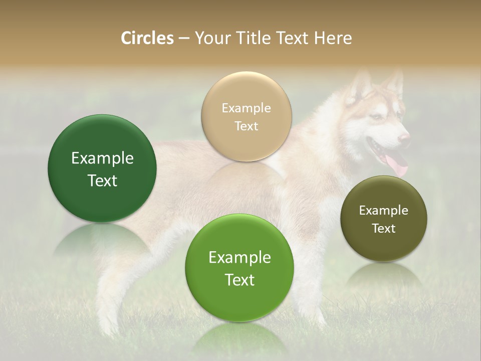 A Brown And White Dog Standing On Top Of A Lush Green Field PowerPoint Template