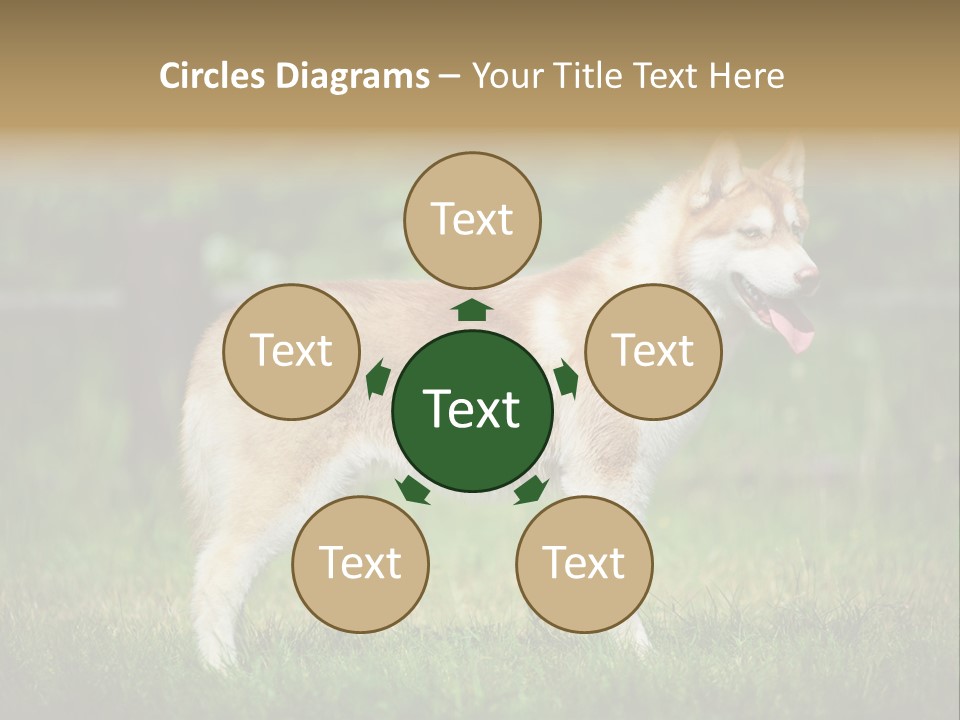 A Brown And White Dog Standing On Top Of A Lush Green Field PowerPoint Template