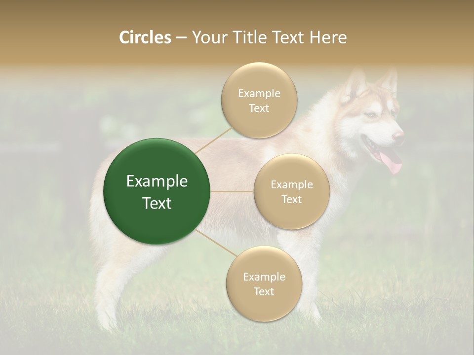 A Brown And White Dog Standing On Top Of A Lush Green Field PowerPoint Template