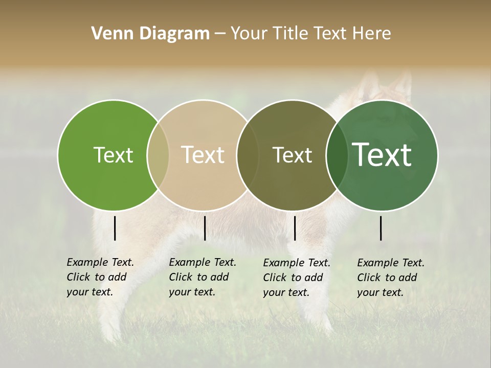 A Brown And White Dog Standing On Top Of A Lush Green Field PowerPoint Template