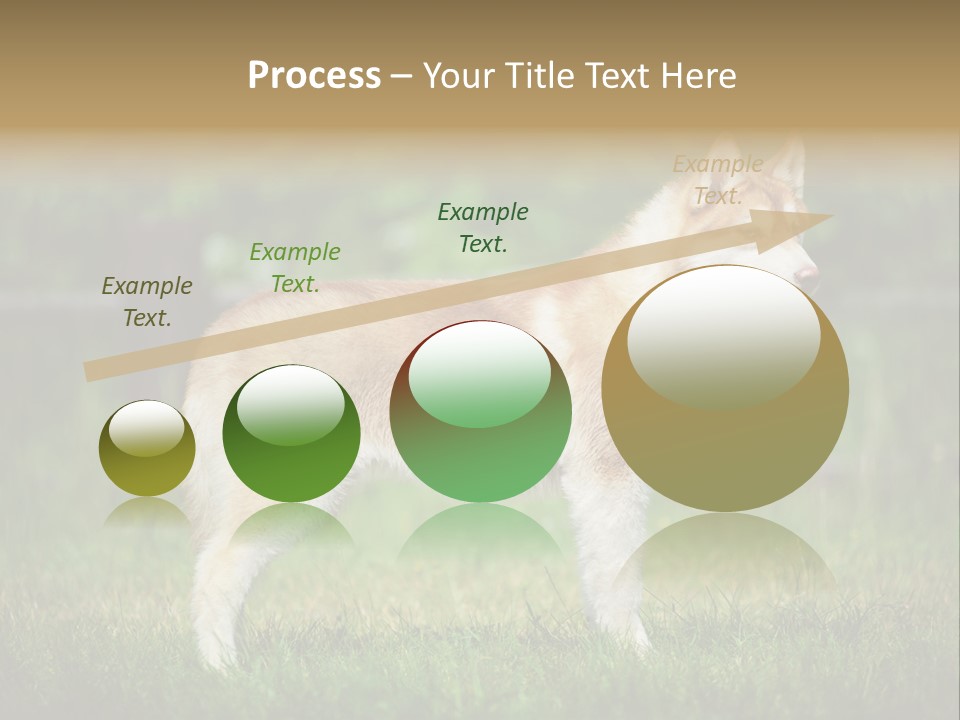 A Brown And White Dog Standing On Top Of A Lush Green Field PowerPoint Template