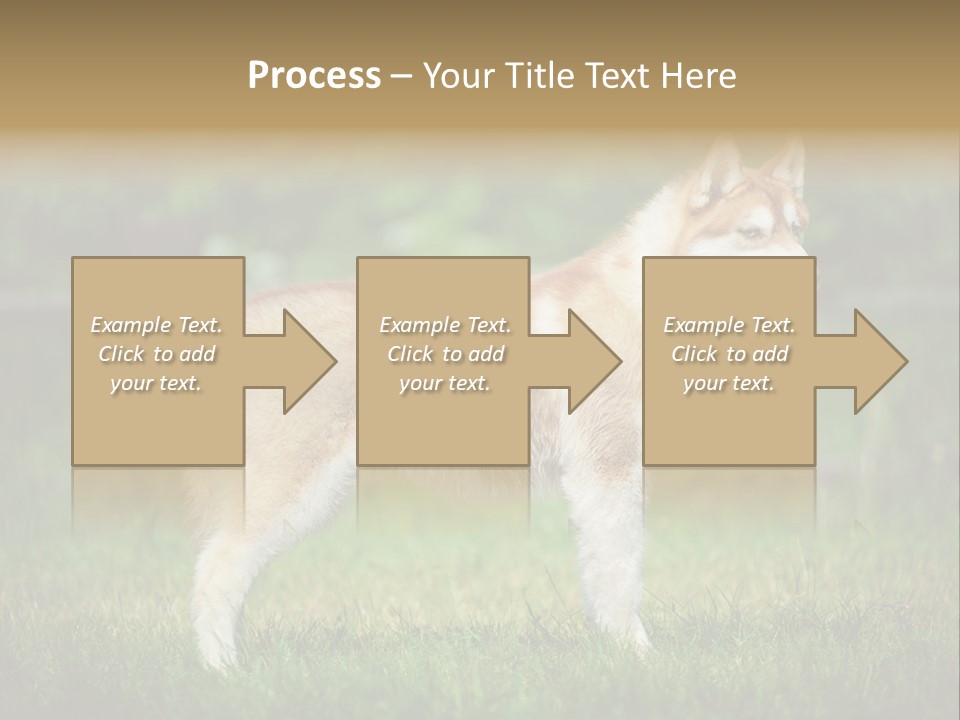A Brown And White Dog Standing On Top Of A Lush Green Field PowerPoint Template