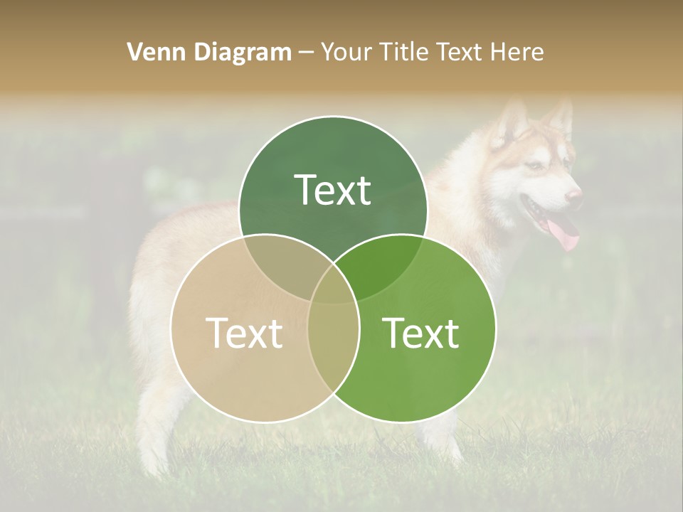 A Brown And White Dog Standing On Top Of A Lush Green Field PowerPoint Template