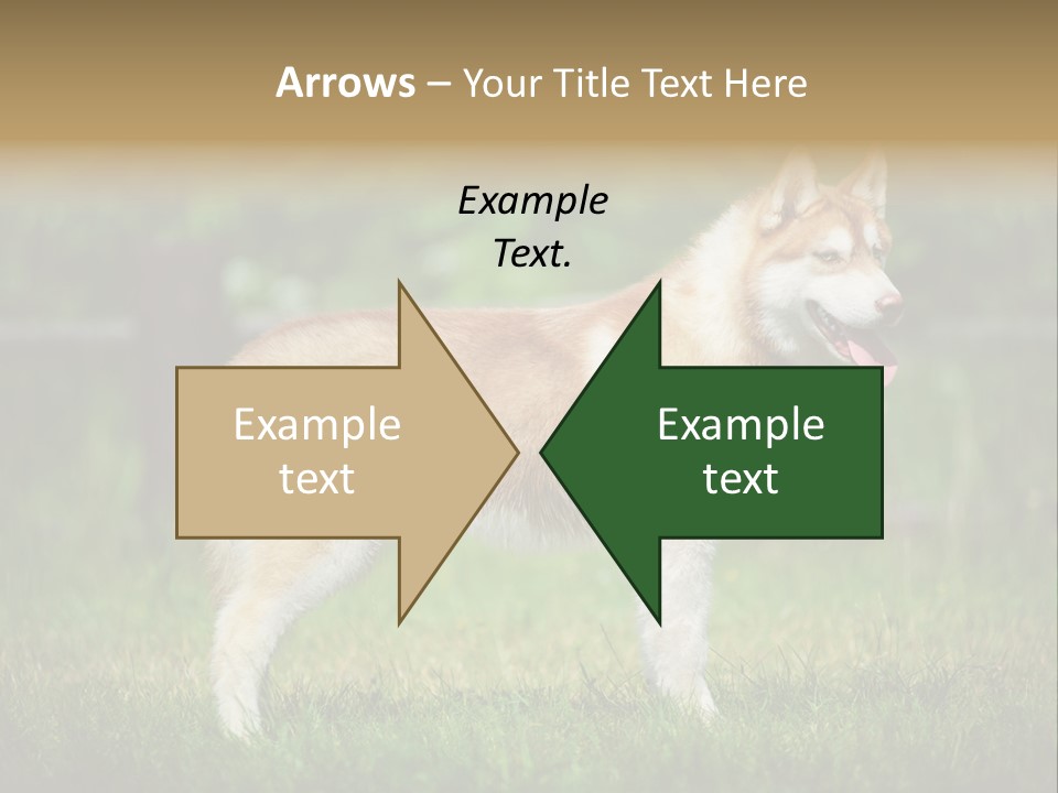 A Brown And White Dog Standing On Top Of A Lush Green Field PowerPoint Template
