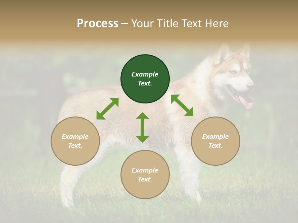 A Brown And White Dog Standing On Top Of A Lush Green Field PowerPoint Template