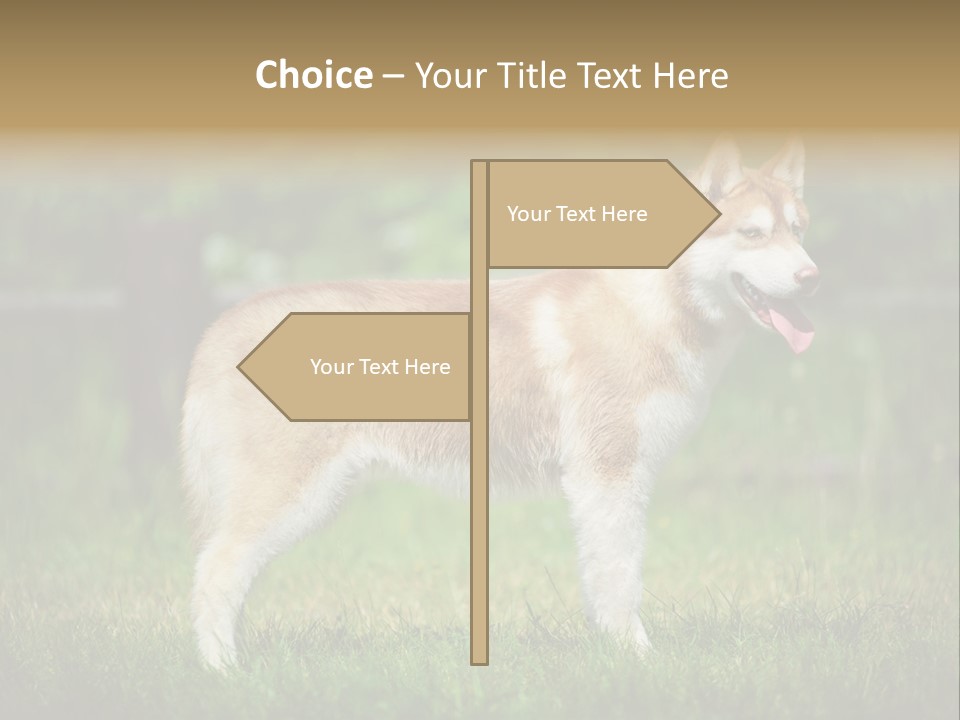 A Brown And White Dog Standing On Top Of A Lush Green Field PowerPoint Template