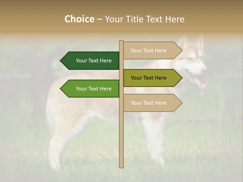 A Brown And White Dog Standing On Top Of A Lush Green Field PowerPoint Template