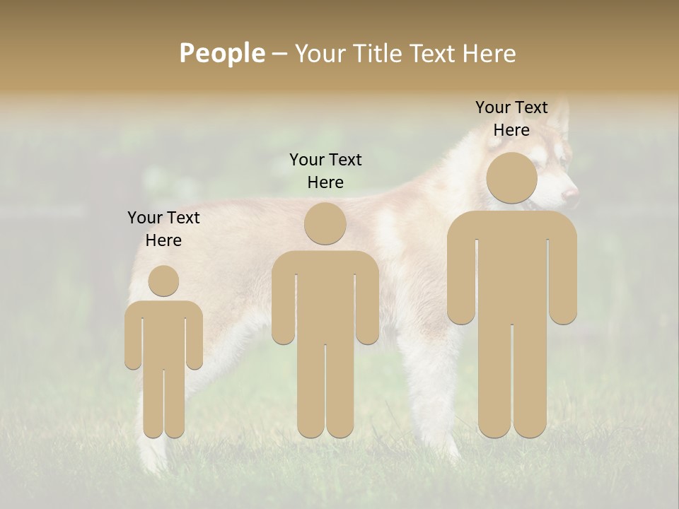 A Brown And White Dog Standing On Top Of A Lush Green Field PowerPoint Template