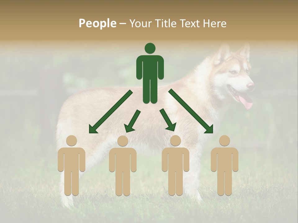 A Brown And White Dog Standing On Top Of A Lush Green Field PowerPoint Template