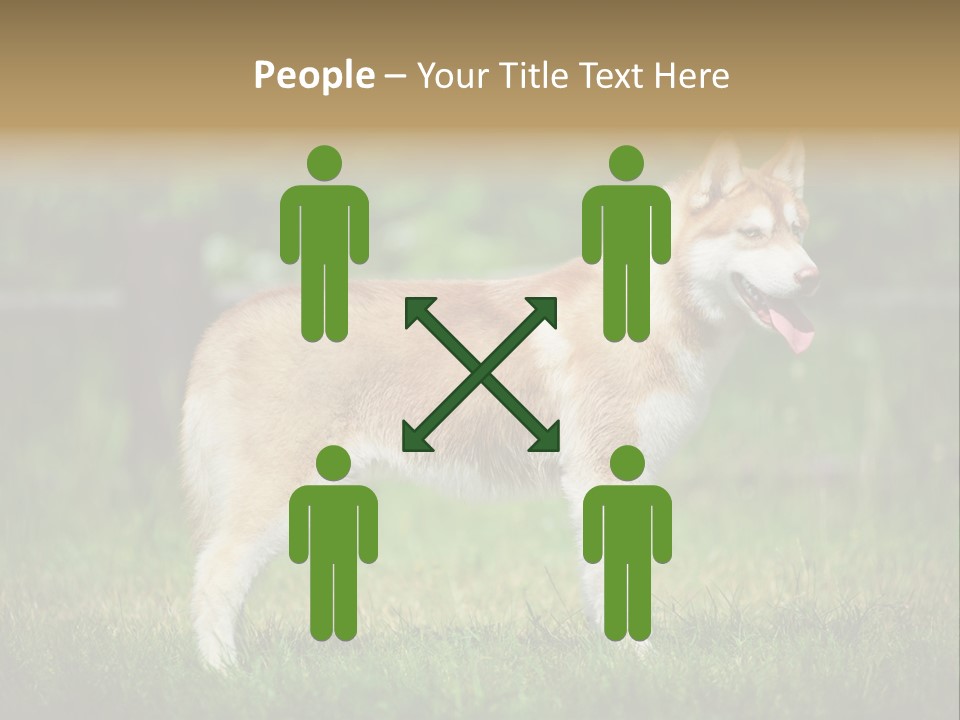 A Brown And White Dog Standing On Top Of A Lush Green Field PowerPoint Template