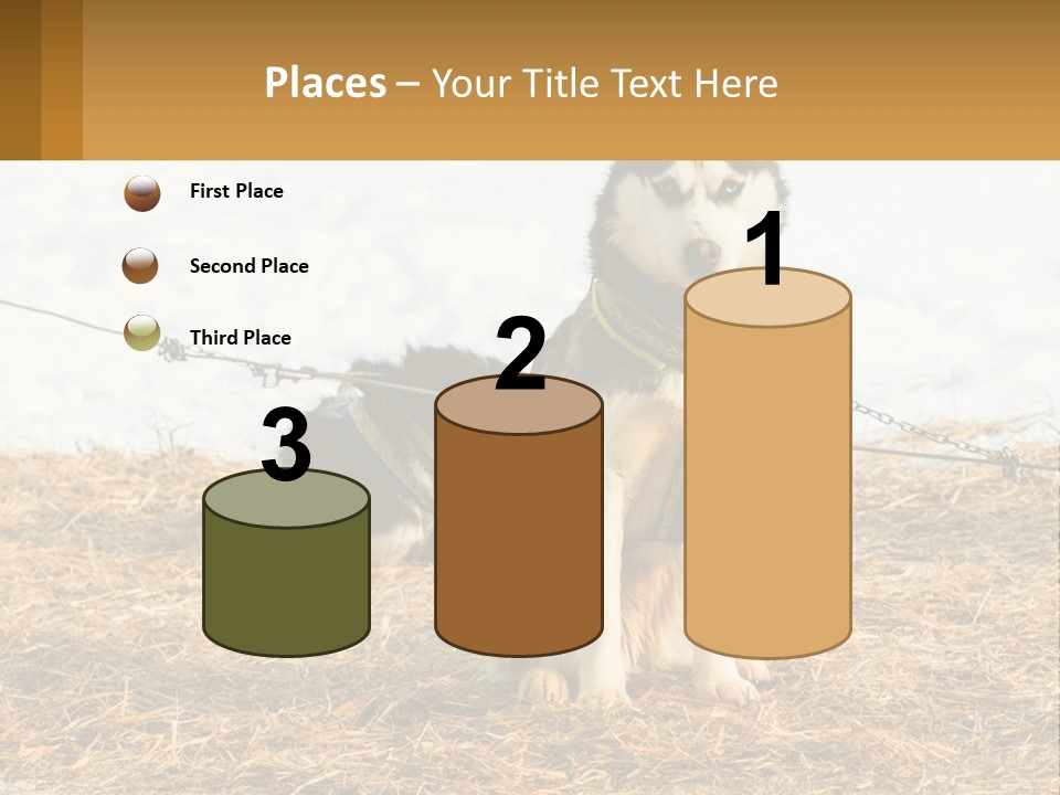 A Husky Dog Is Tied To A Chain PowerPoint Template