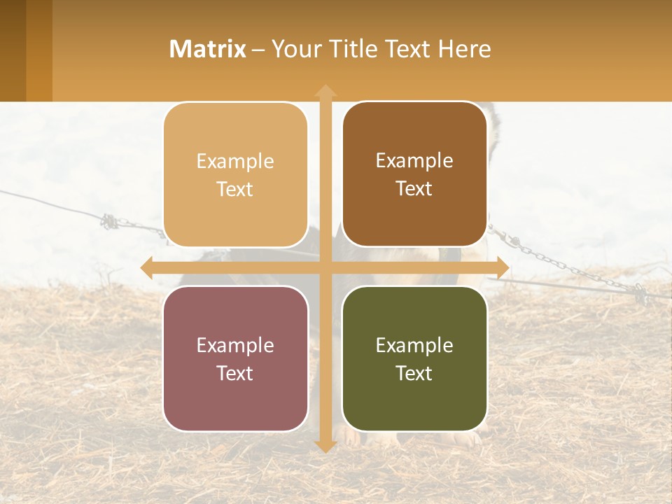 A Husky Dog Is Tied To A Chain PowerPoint Template