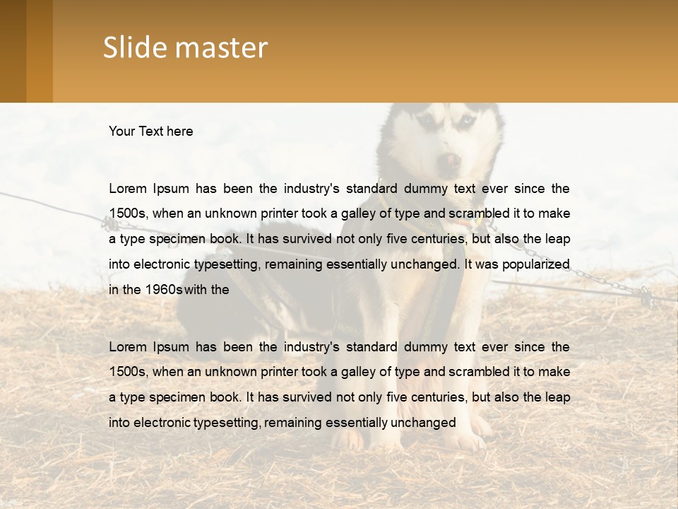 A Husky Dog Is Tied To A Chain PowerPoint Template