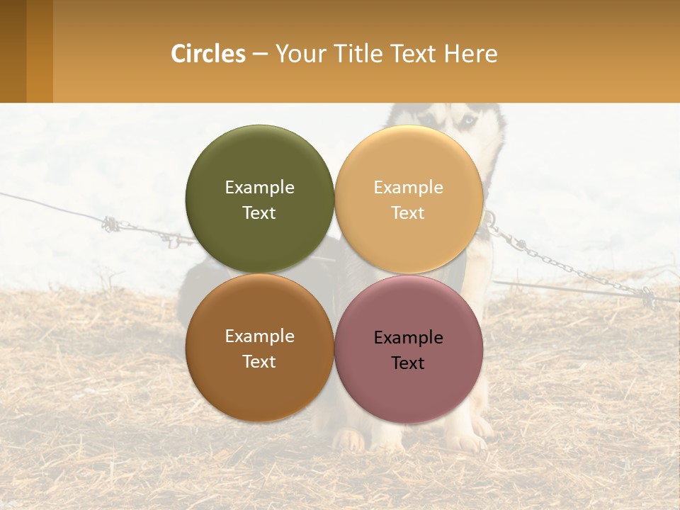 A Husky Dog Is Tied To A Chain PowerPoint Template