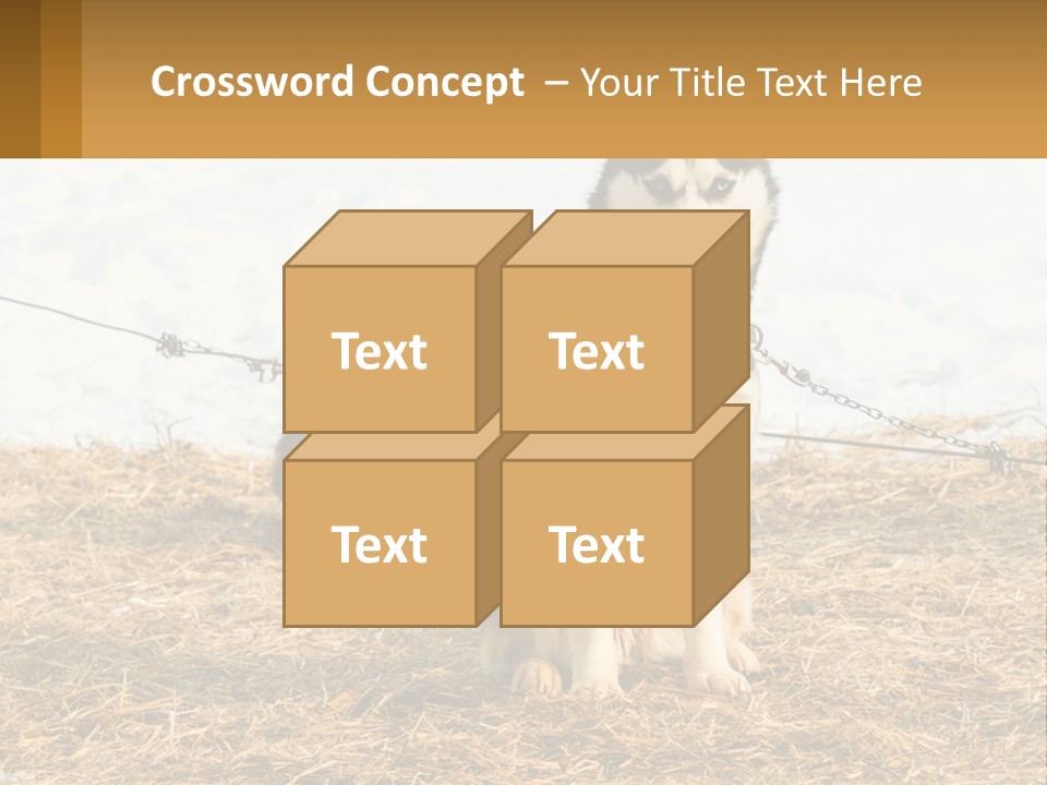 A Husky Dog Is Tied To A Chain PowerPoint Template