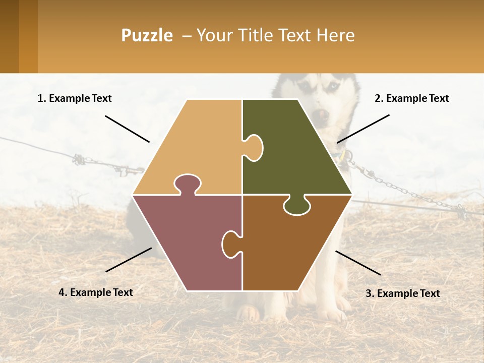 A Husky Dog Is Tied To A Chain PowerPoint Template