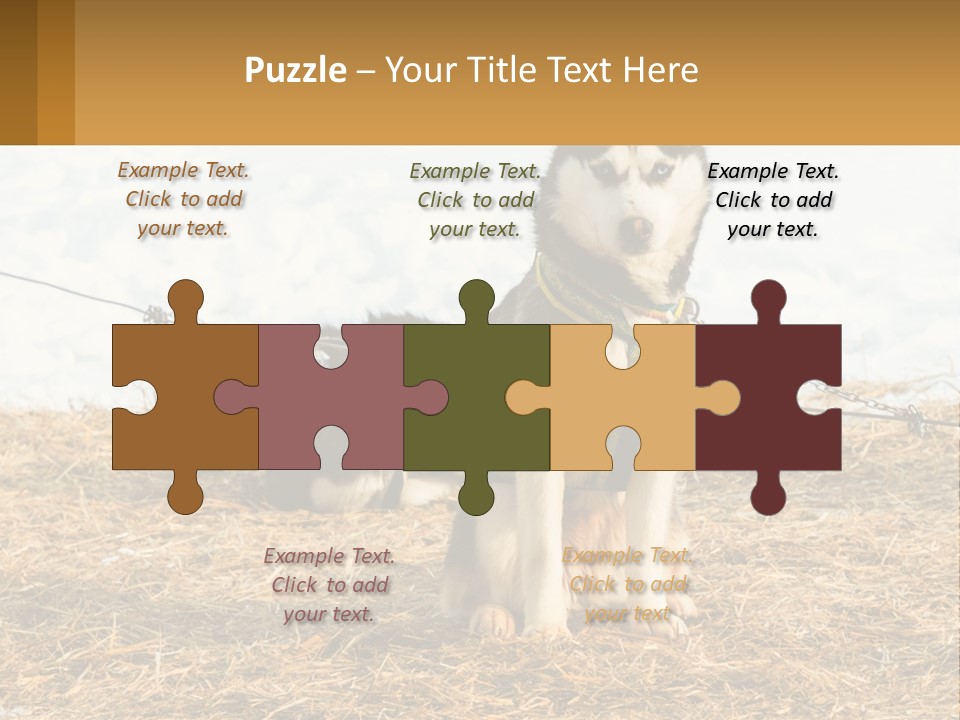 A Husky Dog Is Tied To A Chain PowerPoint Template