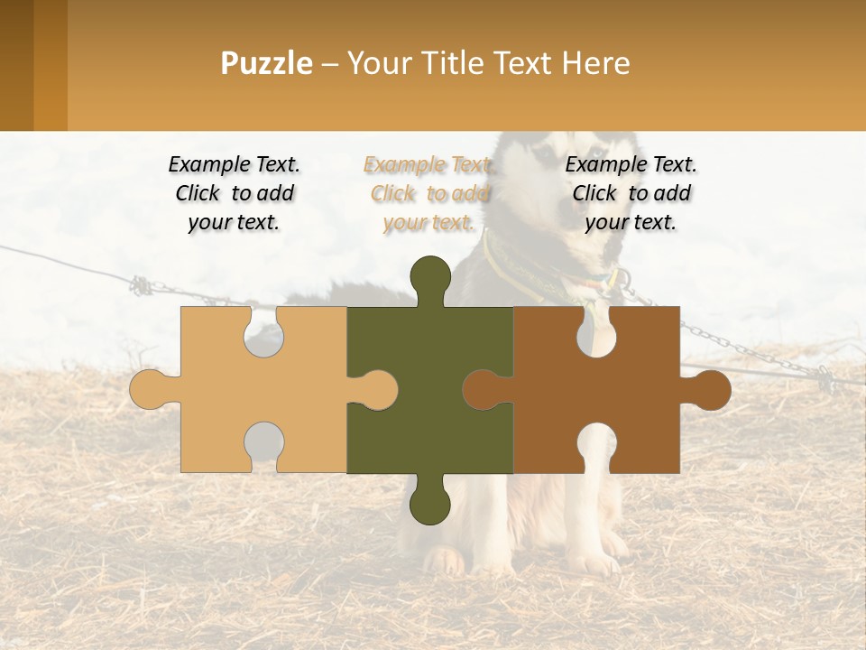 A Husky Dog Is Tied To A Chain PowerPoint Template