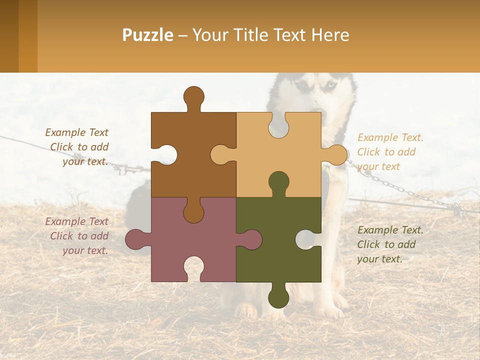 A Husky Dog Is Tied To A Chain PowerPoint Template