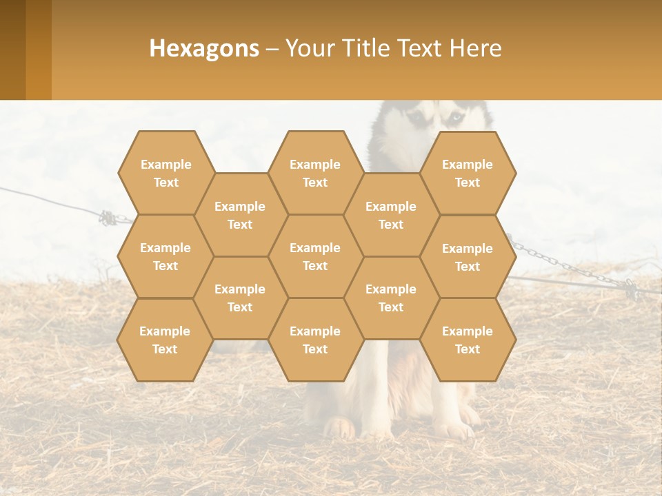 A Husky Dog Is Tied To A Chain PowerPoint Template