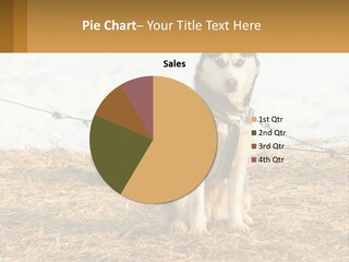 A Husky Dog Is Tied To A Chain PowerPoint Template