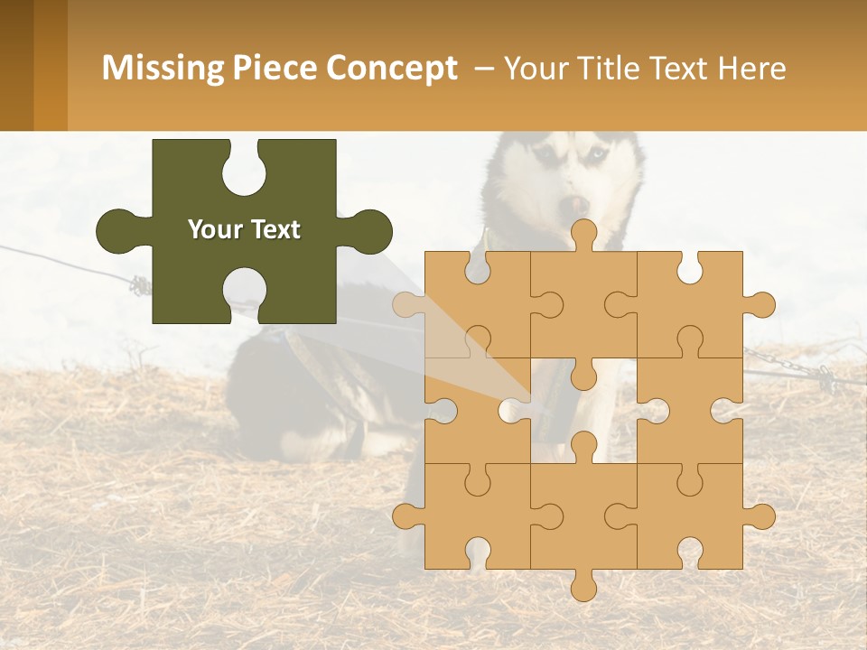 A Husky Dog Is Tied To A Chain PowerPoint Template