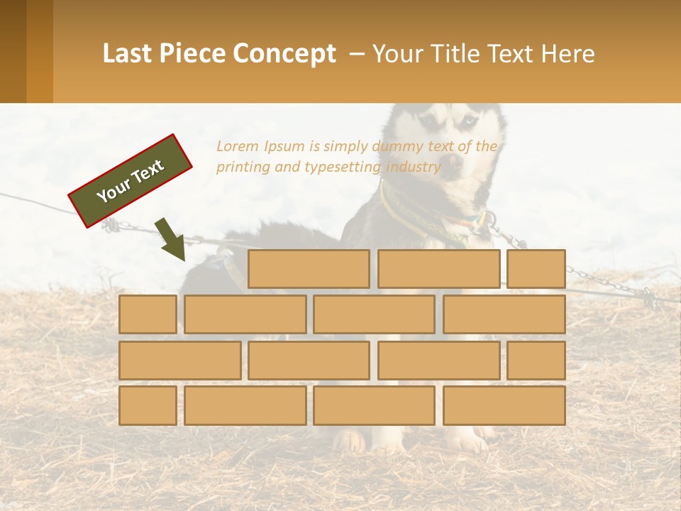 A Husky Dog Is Tied To A Chain PowerPoint Template