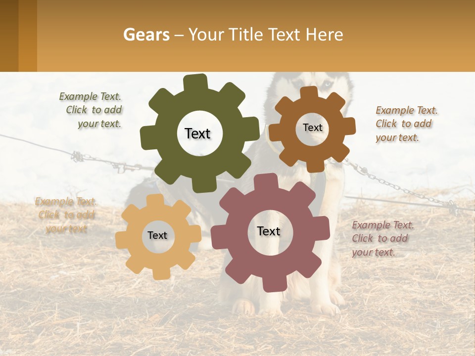 A Husky Dog Is Tied To A Chain PowerPoint Template