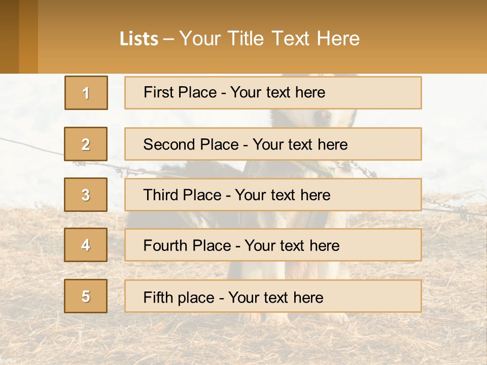 A Husky Dog Is Tied To A Chain PowerPoint Template