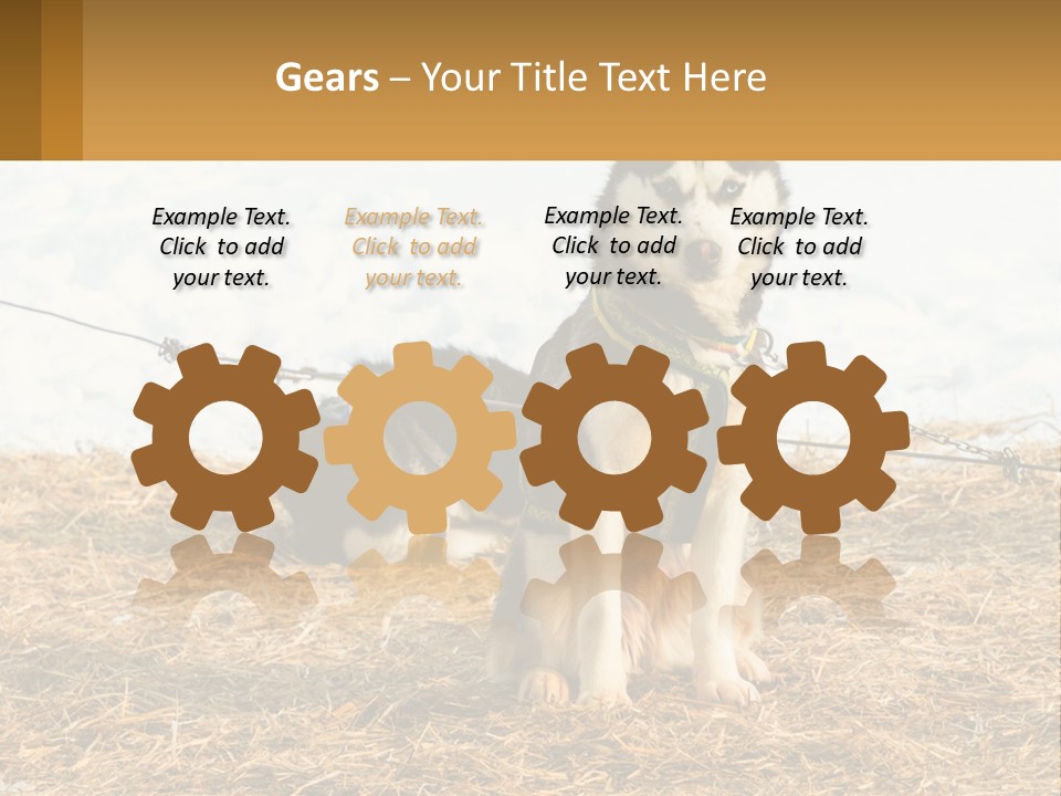 A Husky Dog Is Tied To A Chain PowerPoint Template