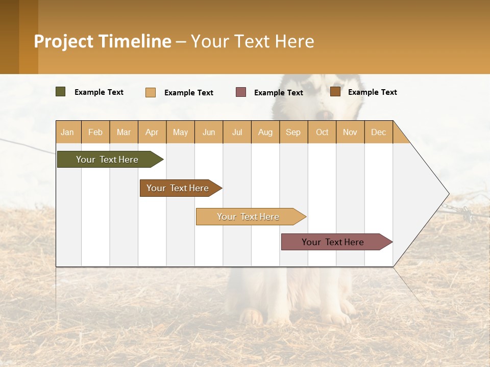A Husky Dog Is Tied To A Chain PowerPoint Template