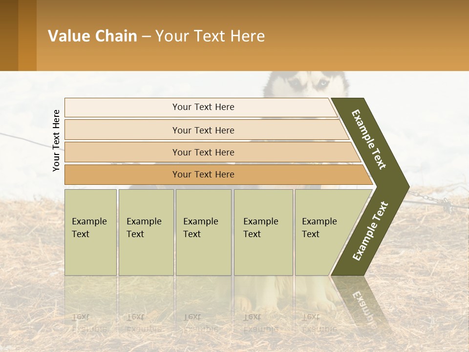A Husky Dog Is Tied To A Chain PowerPoint Template
