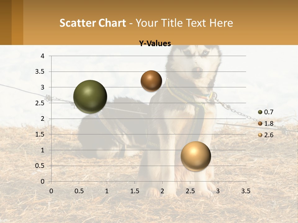 A Husky Dog Is Tied To A Chain PowerPoint Template