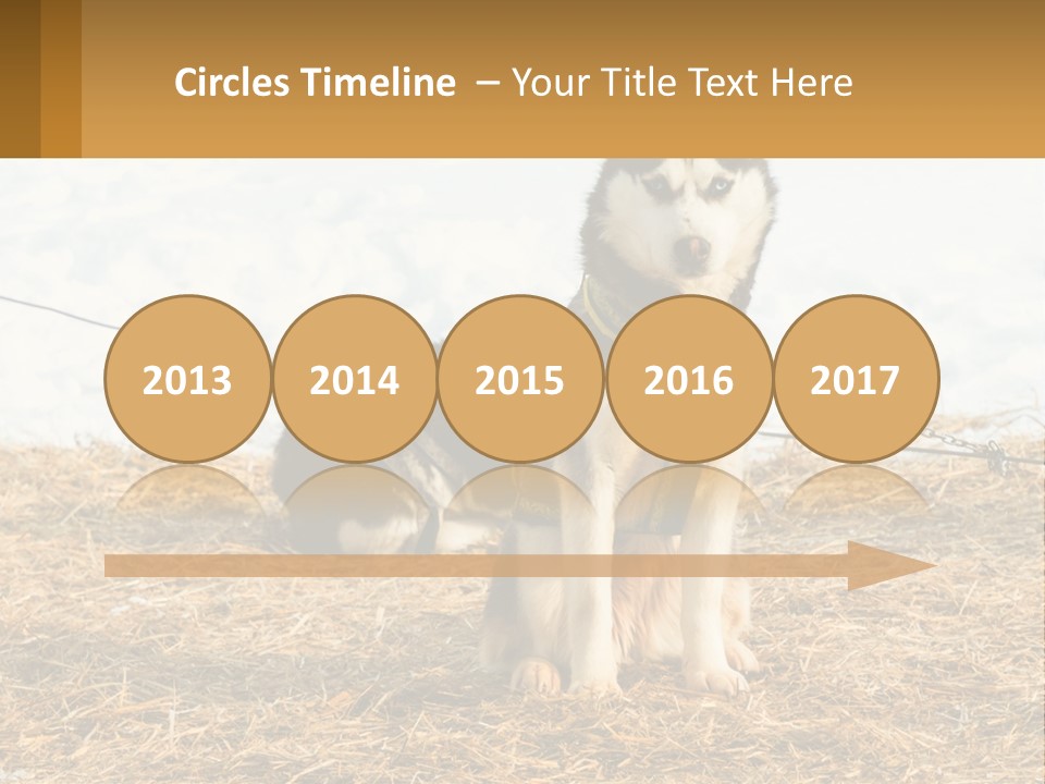 A Husky Dog Is Tied To A Chain PowerPoint Template