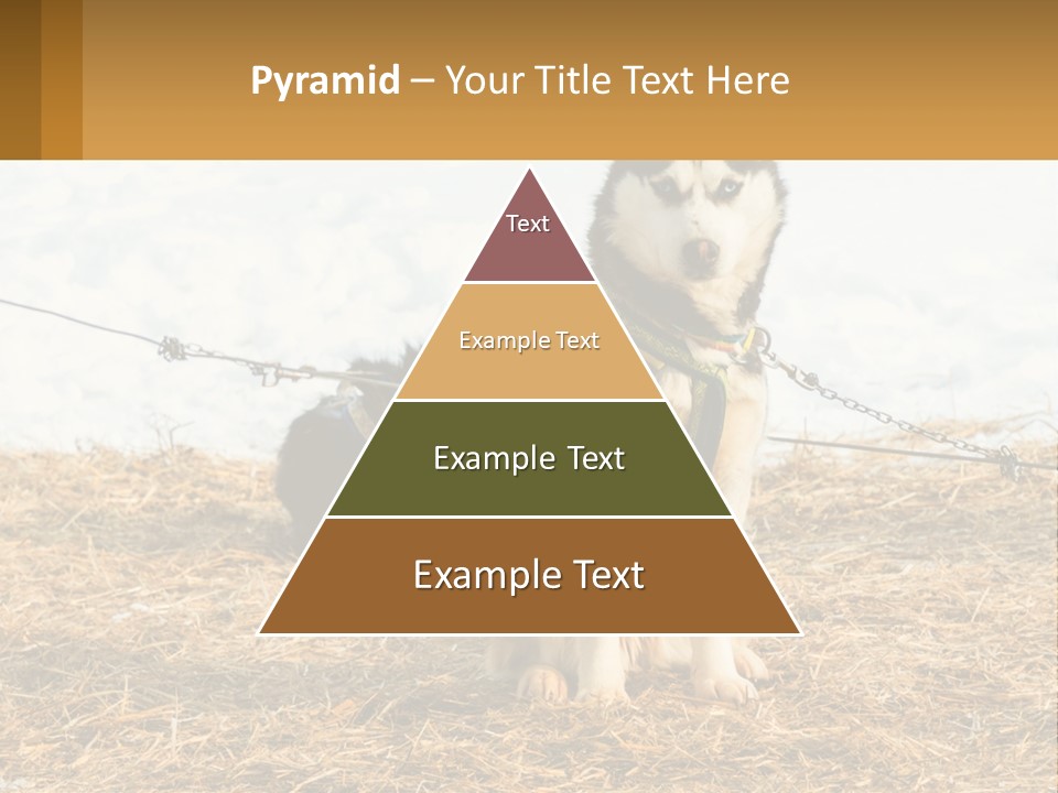 A Husky Dog Is Tied To A Chain PowerPoint Template