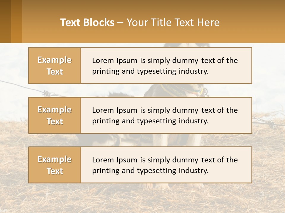 A Husky Dog Is Tied To A Chain PowerPoint Template