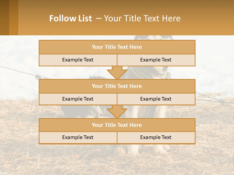 A Husky Dog Is Tied To A Chain PowerPoint Template