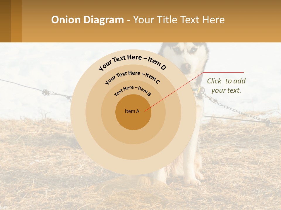 A Husky Dog Is Tied To A Chain PowerPoint Template