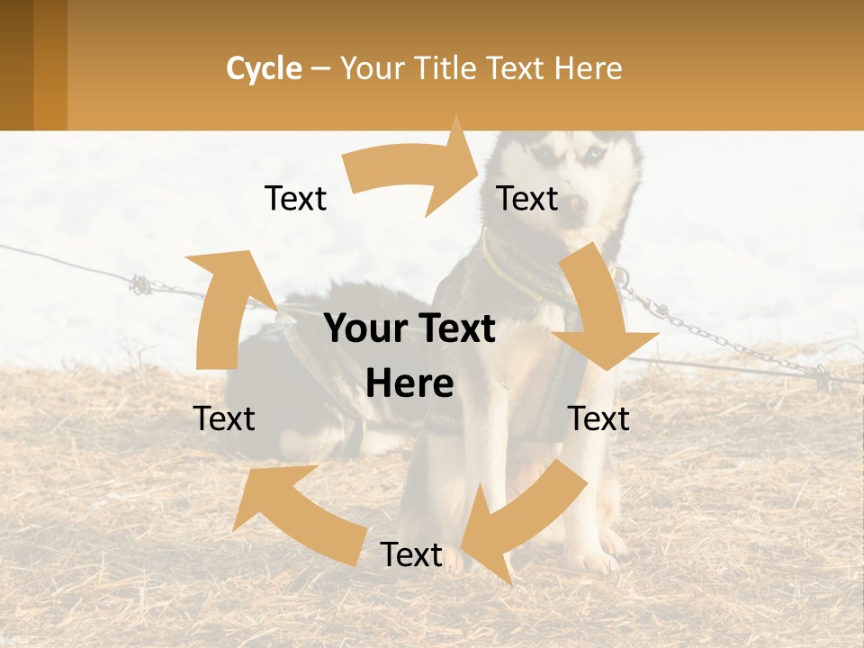 A Husky Dog Is Tied To A Chain PowerPoint Template