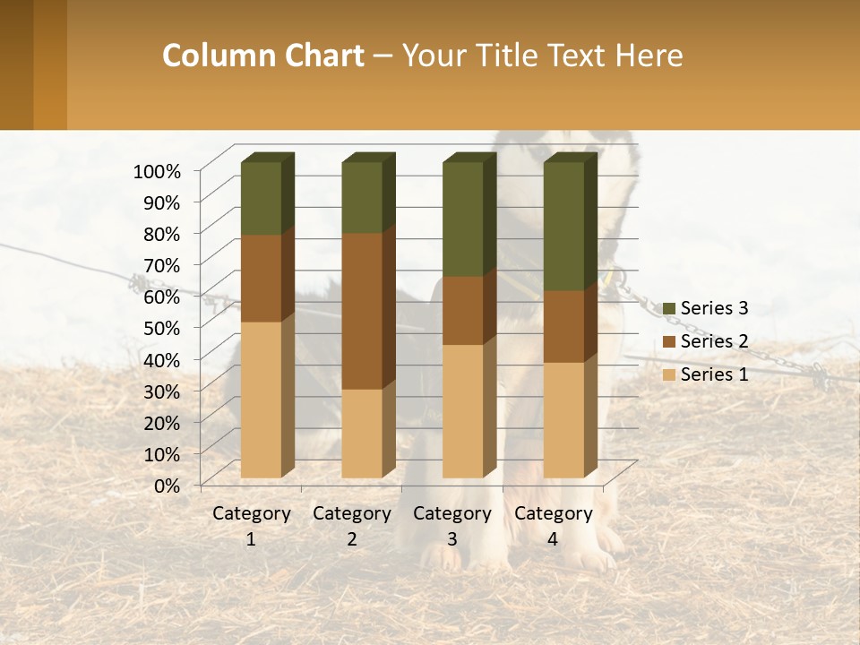 A Husky Dog Is Tied To A Chain PowerPoint Template